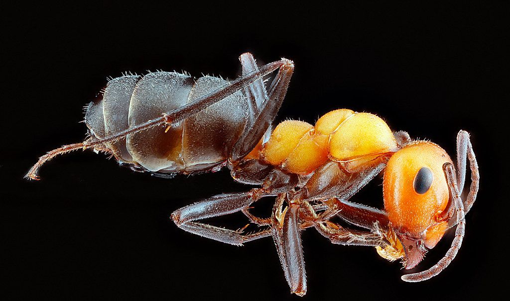 Ant Control service in Brooklyn, NY