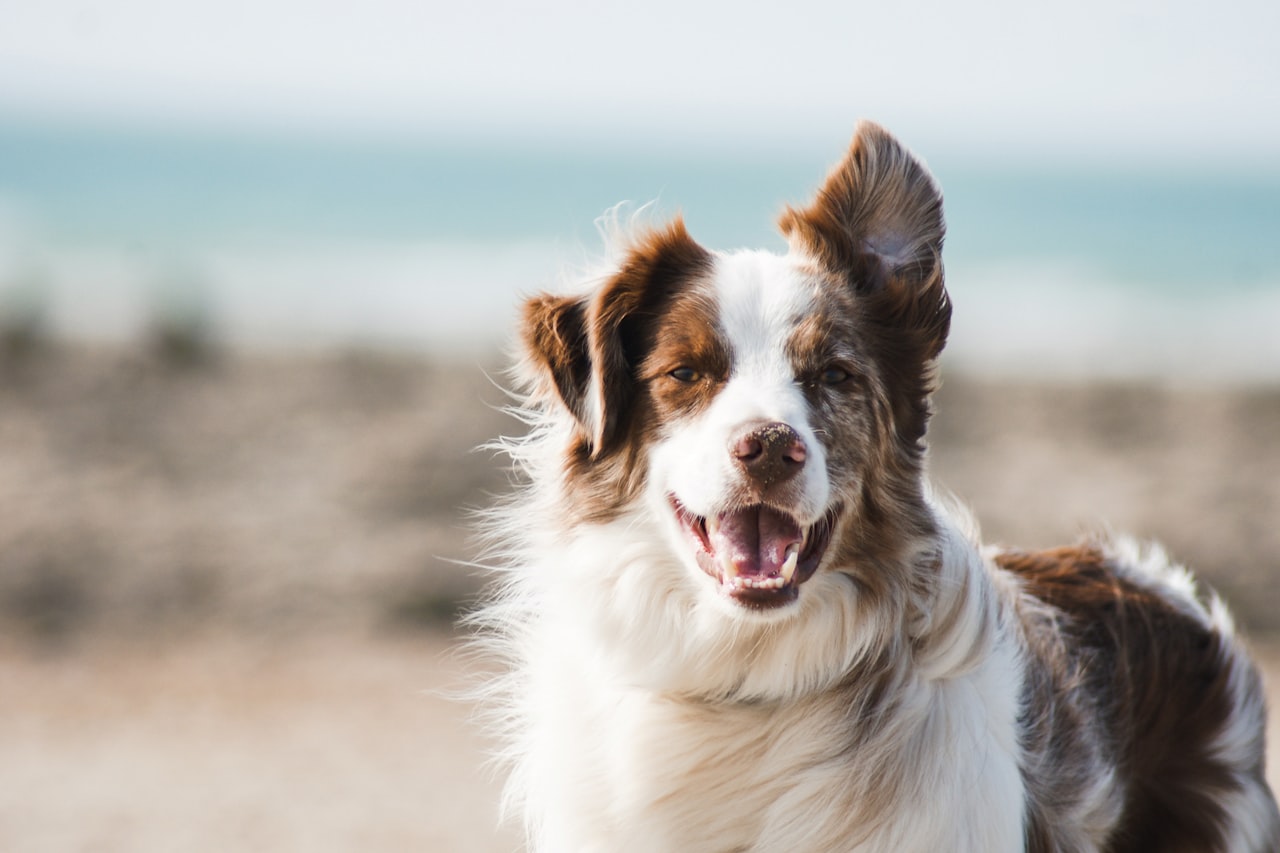 Flea & Tick Control service in Brooklyn, NY