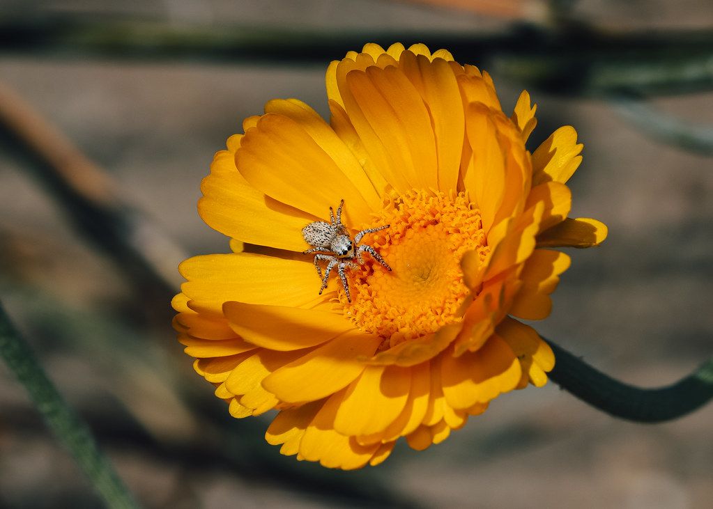 Spider Control service in Brooklyn, NY
